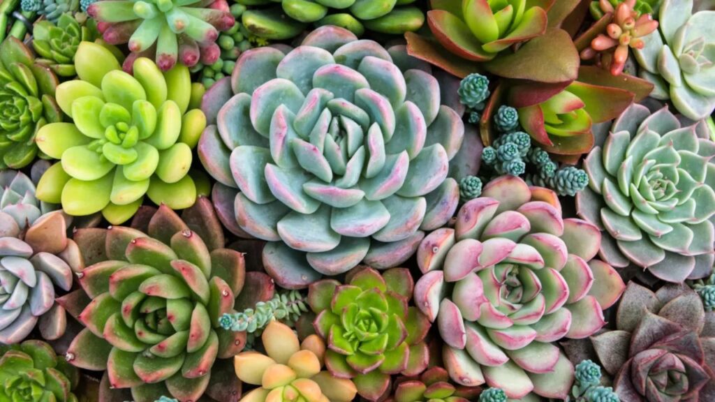 Lucrar vendendo plantas e suculentas