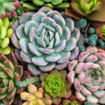 Lucrar vendendo plantas e suculentas