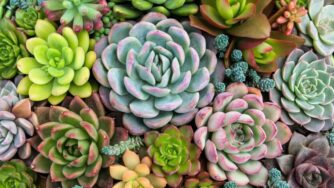 Lucrar vendendo plantas e suculentas